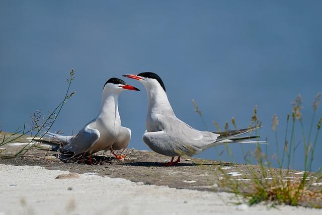 two terns facing each other on the beach