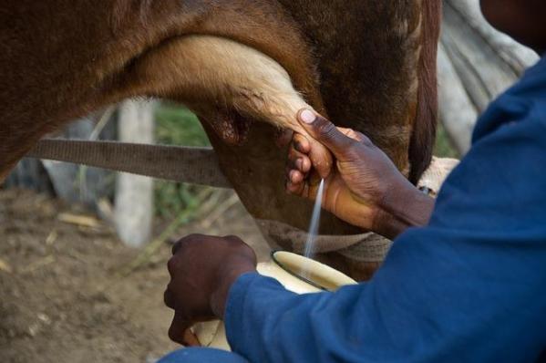 A farm hand squeezing a cow's teat and milk sprays into a milking jug.