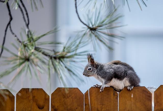 A grey squirrel stopped in its tracks on the top of a wooden fence. It's pointy ears make it looked very surprised.