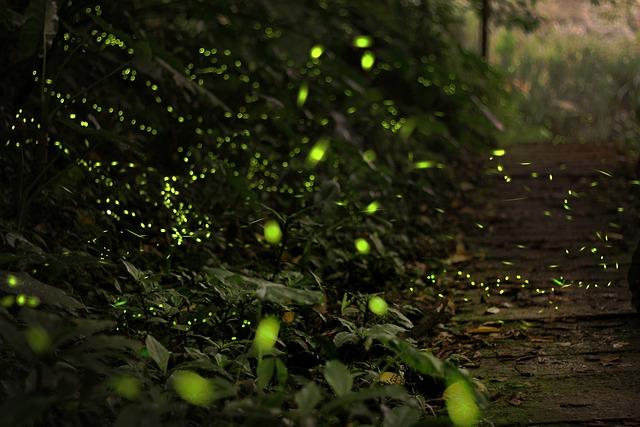 fireflies in a forest
