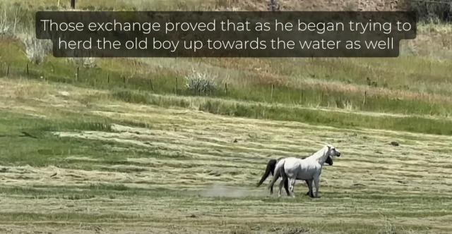 leading a horse to water