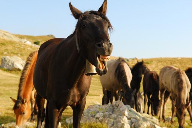 A horse standing among other horses in a field with its mouth open, looking like it is laughing.