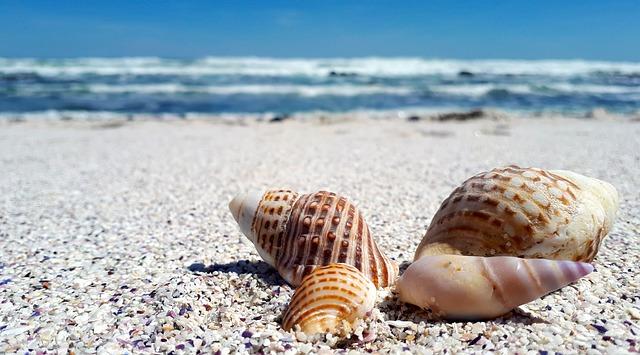 Sea shells by the seashore.