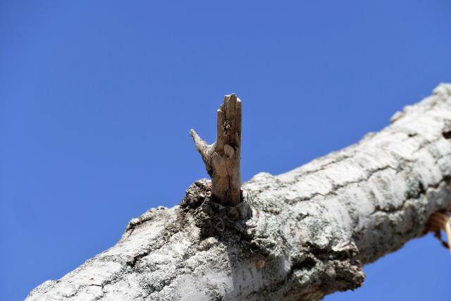 The trunk of an old tree against the clear blue sky, one broken off dead branch sticking out of the side.