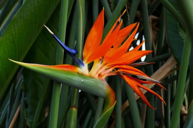 bird of paradise flower