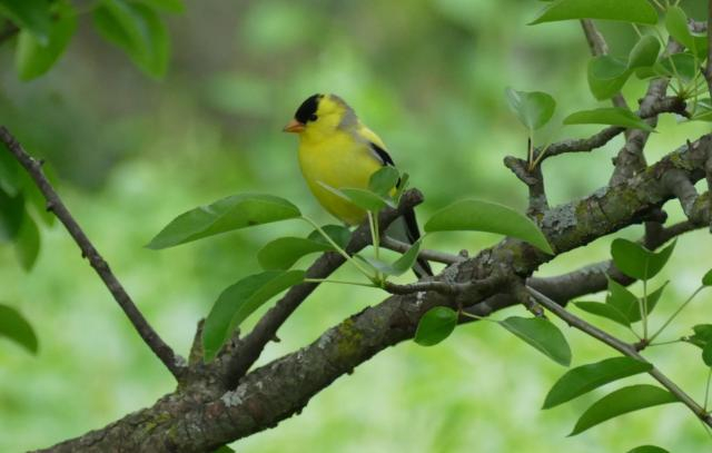 small yellow bird with black cap sitting in a tree