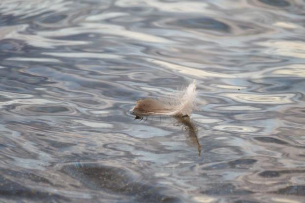 A feather floating on water.