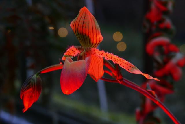 Close-up of an orangey-red venus slipper flower.