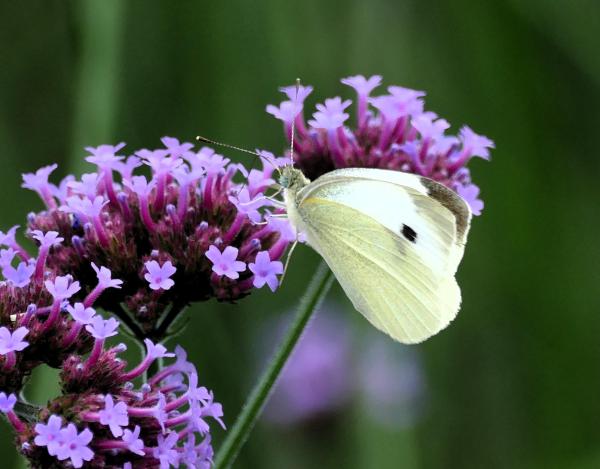 A close up a single white butterfly resting on a lilac bloom.