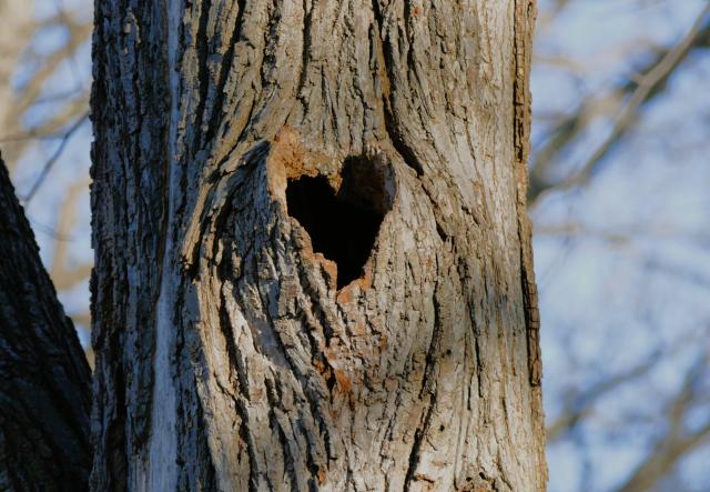 heart in a tree