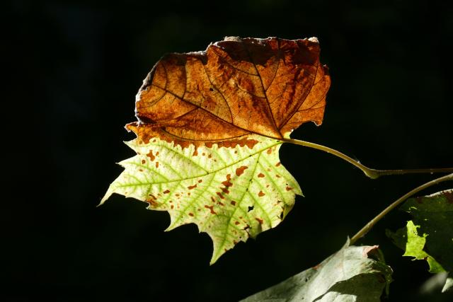 A bi-colored maple leaf, perfectly divided between light green and brown.