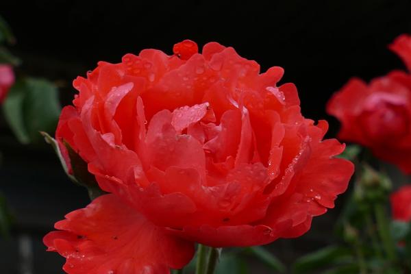 A close-up of a red peony against a dark backdrop and green leaves.