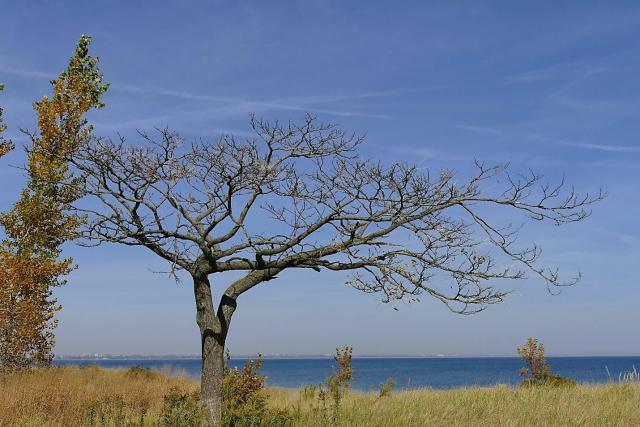 Blue sky, golden grass, a sliver of blue water and a leafless tree as the focus.