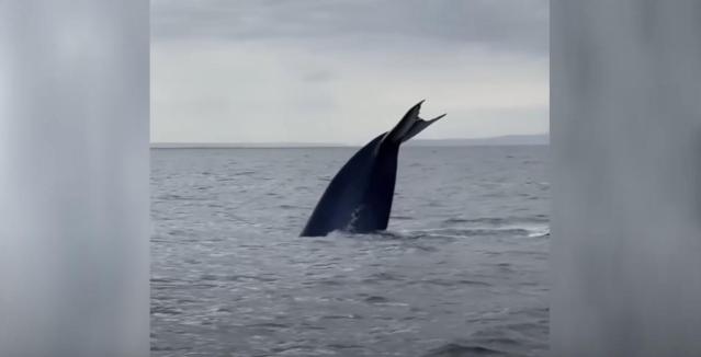 blue whales