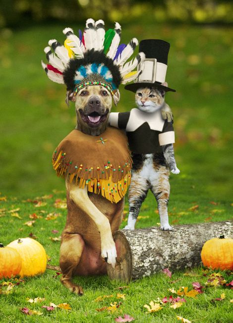 Funny Thanksgiving Dog Photos
