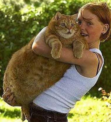 funny fat cat